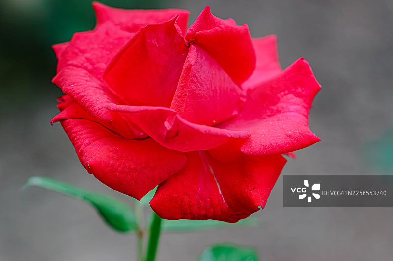 盛开的鲜艳红玫瑰特写，展示其娇嫩的花瓣和浓郁的色彩图片素材
