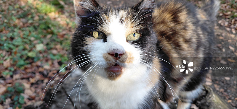 特写镜头：一只家养的三花猫在户外看着镜头图片素材