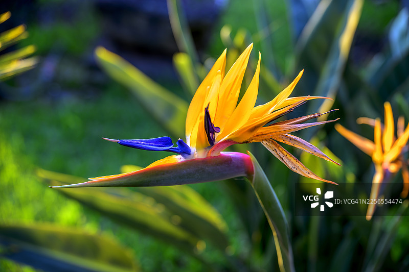 背景郁郁葱葱的绿色，天堂鸟花鲜艳的橙色和蓝色花瓣的鲜艳特写图片素材