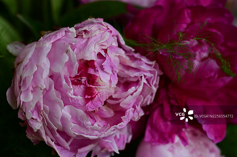 一朵鲜艳的粉色牡丹花的特写，花瓣精致，带有深紫红色的点缀，展现出其娇嫩之美图片素材