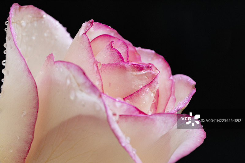 特写镜头下，一朵娇嫩的粉白色玫瑰花瓣上沾着水珠，背景为深色，象征着美丽与清新。图片素材