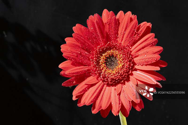深色背景下，花瓣上带有水滴的鲜艳红色雏菊唐菖蒲花的特写图片素材