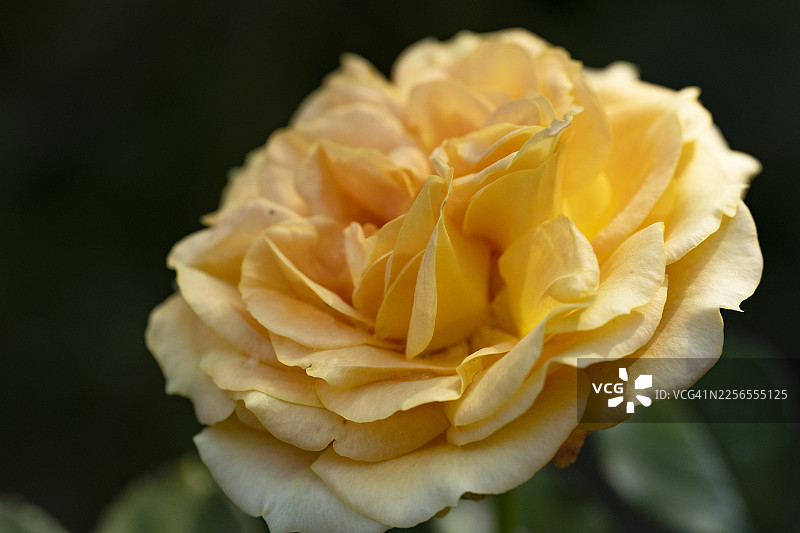 盛开的鲜艳黄玫瑰特写，展现出娇嫩的花瓣和自然之美图片素材