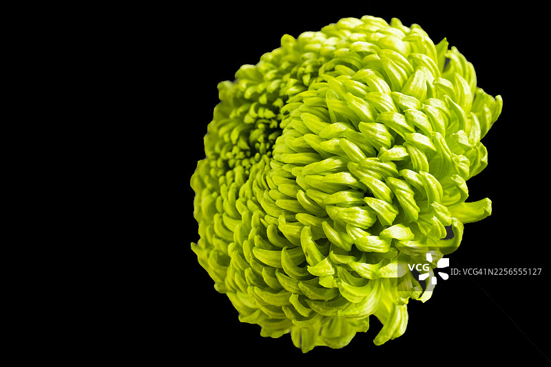 特写镜头下，鲜艳的绿色菊花在纯黑背景的映衬下，展现出其精巧的花瓣和纹理图片素材