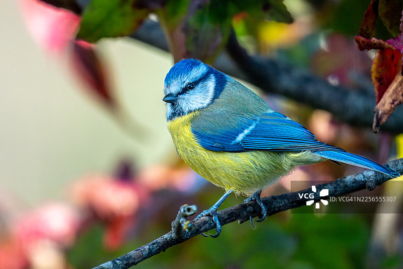 特写镜头，一只色彩鲜艳的蓝冠山雀栖息在挂满秋叶的树枝上图片素材