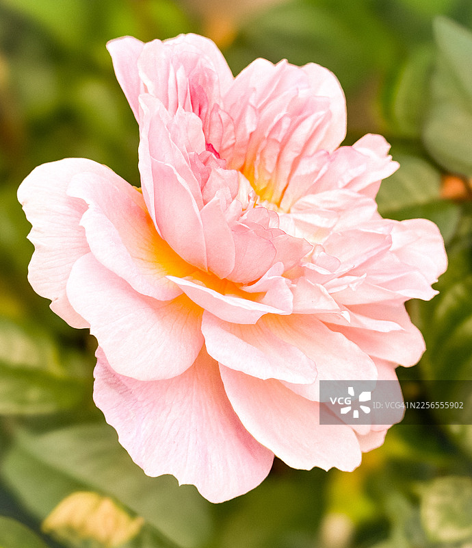 盛开的娇嫩粉色玫瑰特写，背景柔和的绿色图片素材