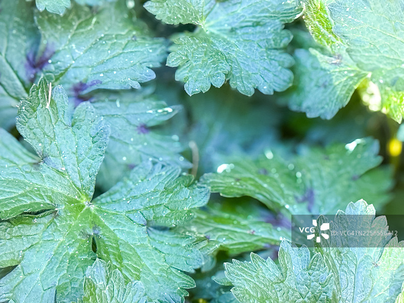 清新夏雨过后，生机勃勃的绿色植物叶片上闪烁着雨滴的特写图片素材