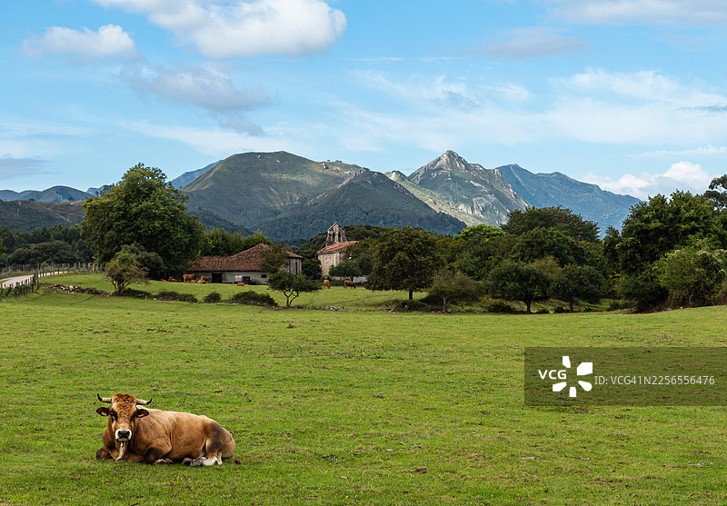 在蓝天下的青葱牧场上，一头牛安详地休憩，背景是传统的建筑和远处的山脉，西班牙，兰内斯，洪托里亚图片素材