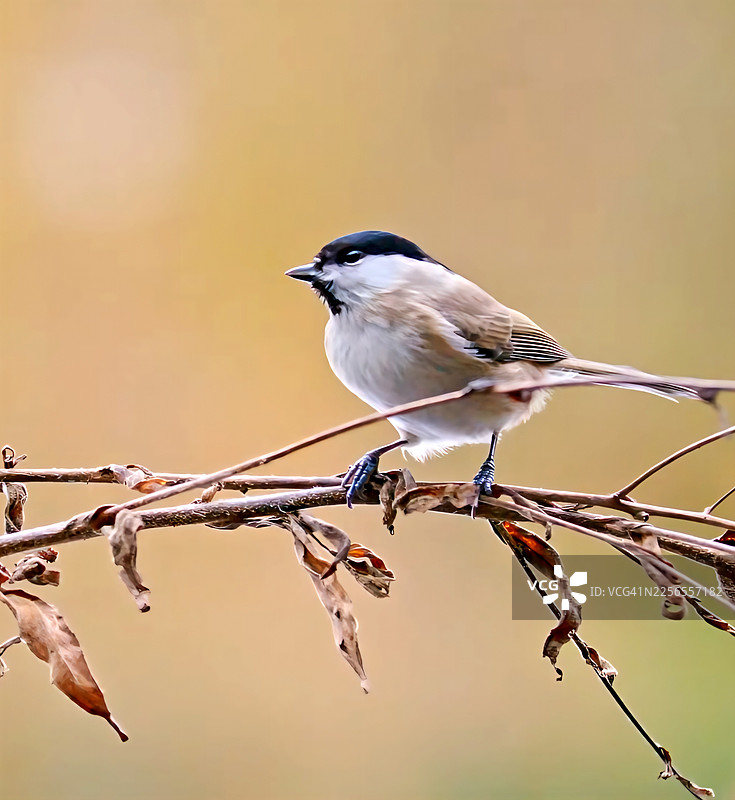 秋季，一只沼泽山雀栖息在光秃秃的树枝上图片素材
