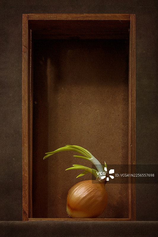 一个木盒里的发芽洋葱，象征着在乡村背景下的新生和成长图片素材