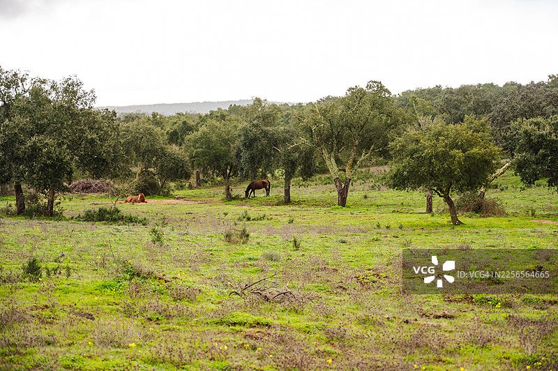 埃武拉乡村风光图片素材