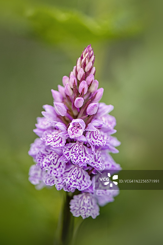 泽兰斑叶兰（Dactylorhiza maculata）是新森林地区一种常见而美丽的本土野花。图片素材