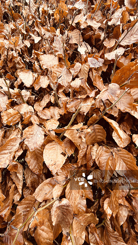 近距离拍摄的欧洲山毛榉灌木篱笆的棕色冬季叶子图片素材