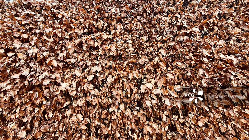 近景拍摄的欧洲山毛榉灌木篱笆的棕色冬季叶子图片素材