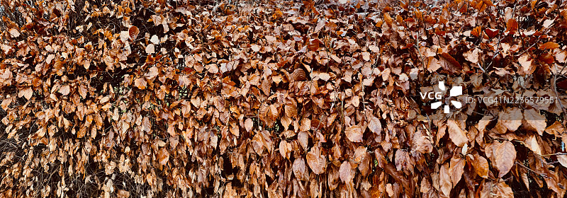 欧洲山毛榉灌木篱笆的棕色冬季叶子特写图片素材