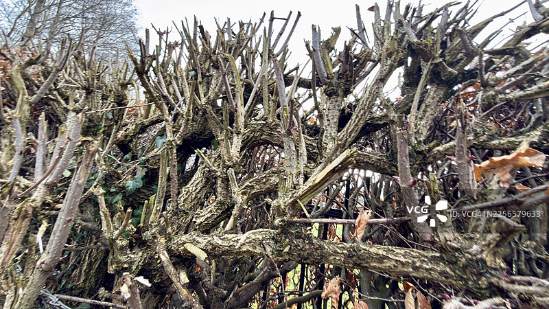 特写镜头，拍摄被修剪的接骨木树枝图片素材