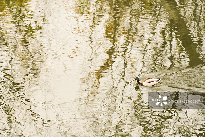 绿头鸭在倒影水中游动，激起涟漪图片素材