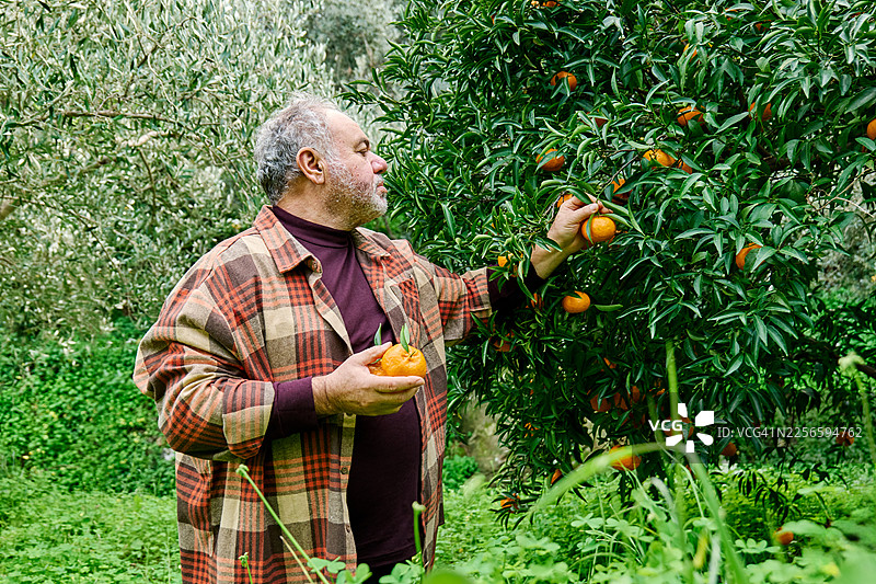 一位年长的男性在他的家庭菜园里采摘新鲜成熟的橘子图片素材