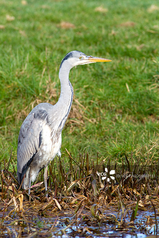 灰鹭 - Ardea cinerea图片素材