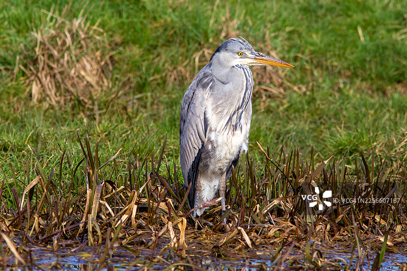 灰鹭 - 苍鹭图片素材