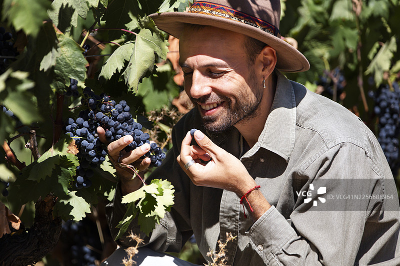 西班牙阿拉达德杜埃罗葡萄园里一位面带微笑的男子正在采摘葡萄图片素材