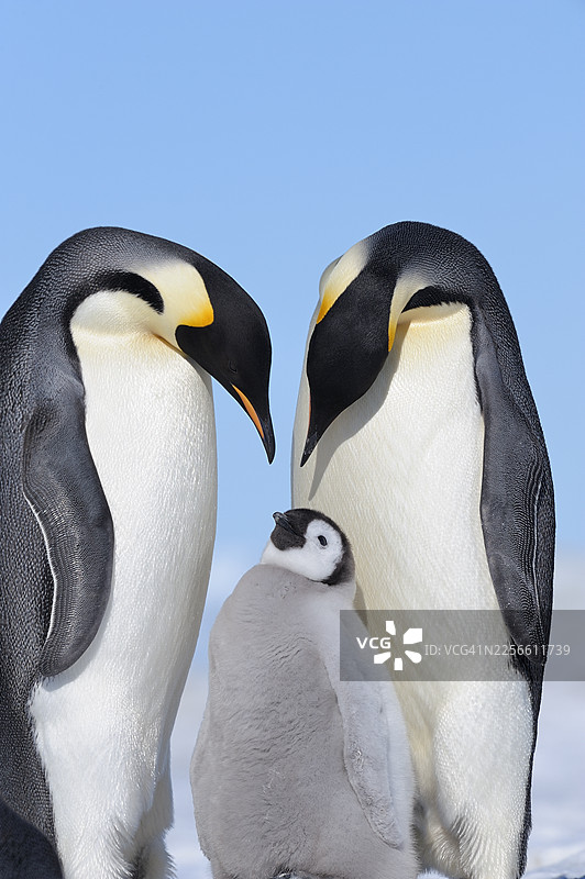 南极雪地上的帝企鹅一家与企鹅宝宝图片素材