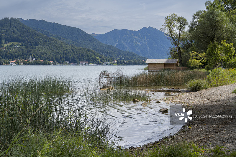 巴伐利亚州巴特维塞附近，带有芦苇和房屋的泰根湖湖岸图片素材