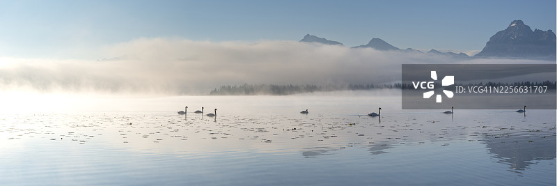 晨曦中，天鹅在薄雾笼罩的霍普芬湖上，背景是巴伐利亚的山脉图片素材