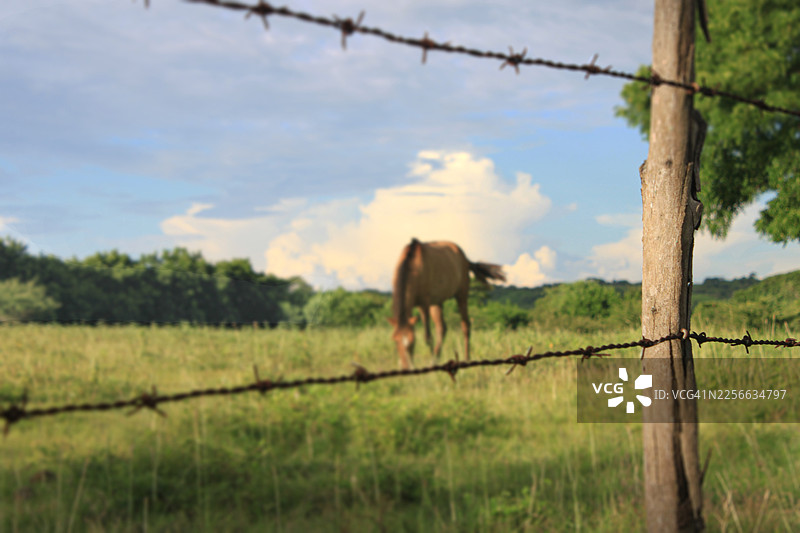 透过铁丝网看牧场里柔焦的马图片素材