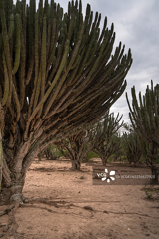 伊姆佩内特拉布尔沙漠光线下的仙人掌林图片素材