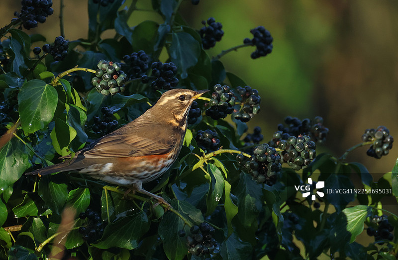 迁徙中的红翅鸫（Turdus iliacus）正在采食常春藤的果实。图片素材