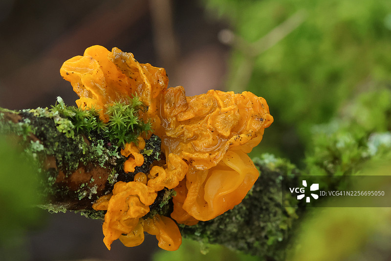 生长在树枝上的黄胶菌（木耳）图片素材