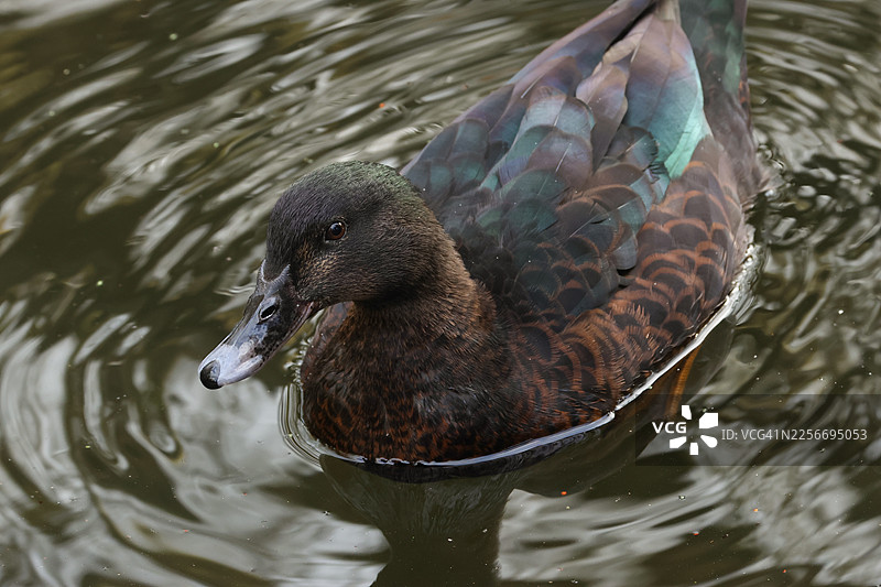 一只鸭子在湖里游泳。图片素材