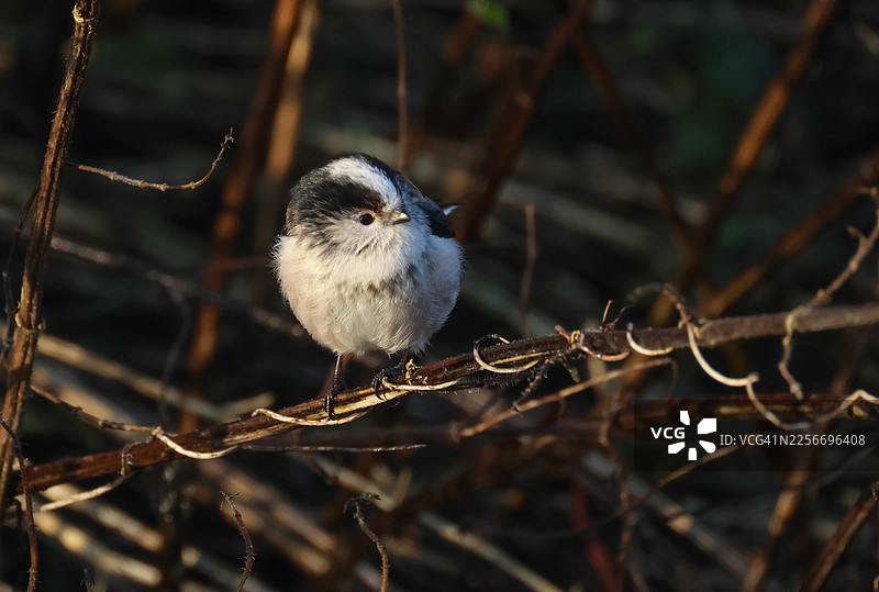 长尾山雀（Aegithalos caudatus）在灌木丛中觅食图片素材