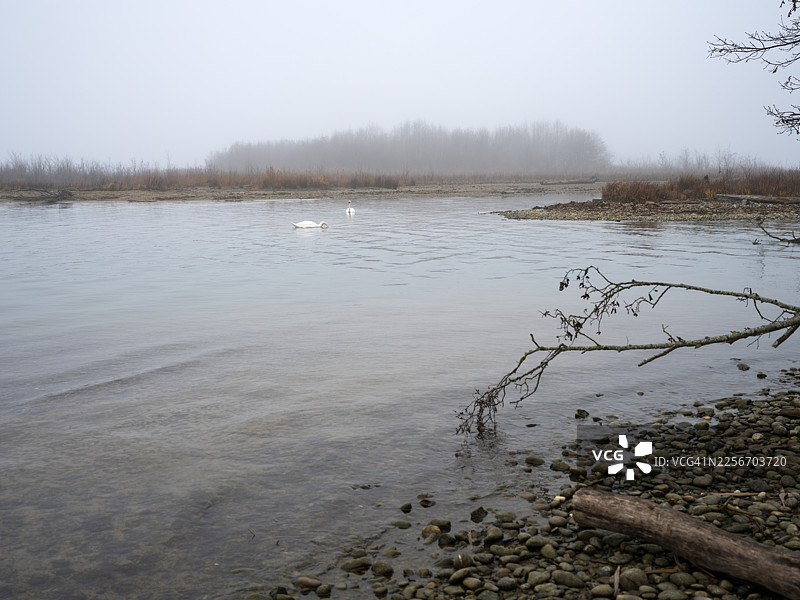 冬季，哈格内克的一棵倒下的树和湖中的两只天鹅图片素材