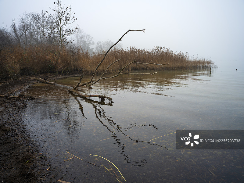 冬季哈格内克倒下的树木图片素材