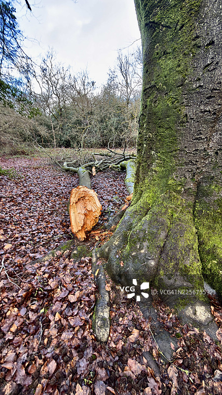 地上散落着断枝的山毛榉树图片素材
