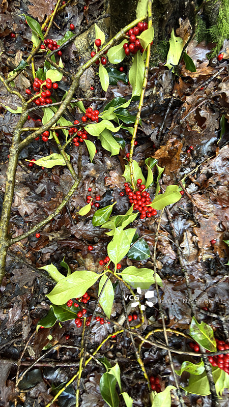 冬青树枝上的红浆果落在林地里，周围是秋天落下的腐烂的树叶图片素材