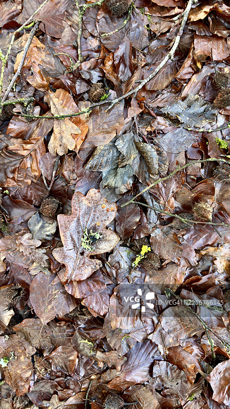 林地里，落叶层叠，其间生长着娇嫩的绿色蕨类苔藓，构成一幅秋日重生的景象图片素材