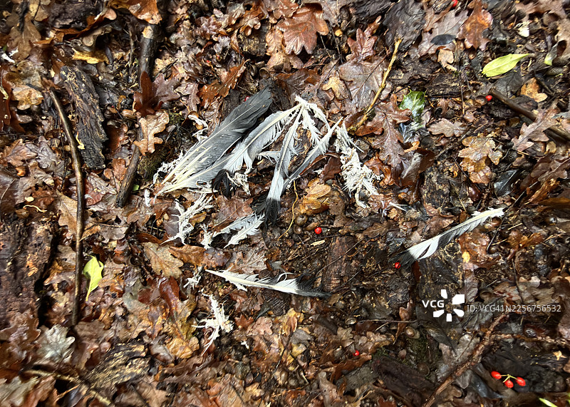 羽毛散落的分解中的鸟，周围是林地落叶图片素材