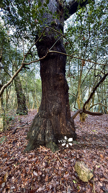 林地景象，展示了在林地地面上被腐烂落叶环绕的樱桃月桂树树干图片素材