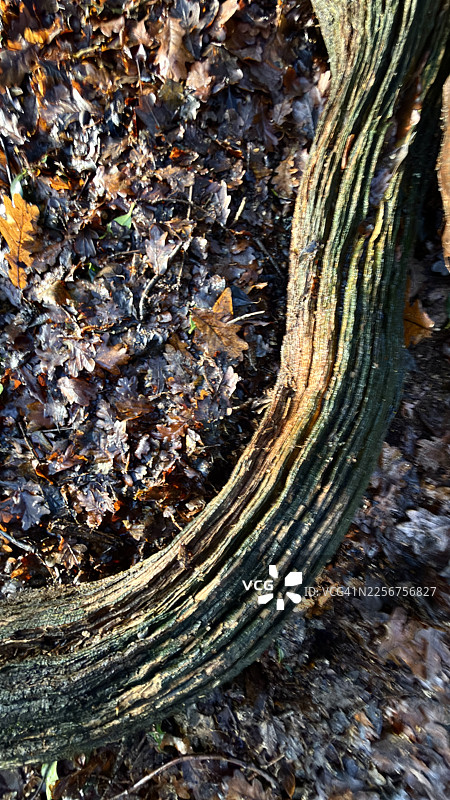 林地里的老人须藤，叶子嵌在藤蔓的空洞里图片素材
