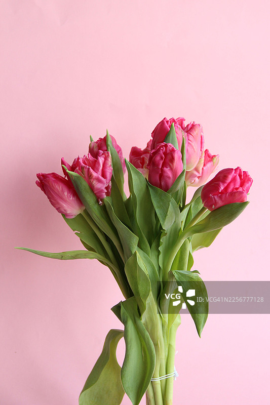 粉色郁金香在柔和背景上，留有复制空间图片素材