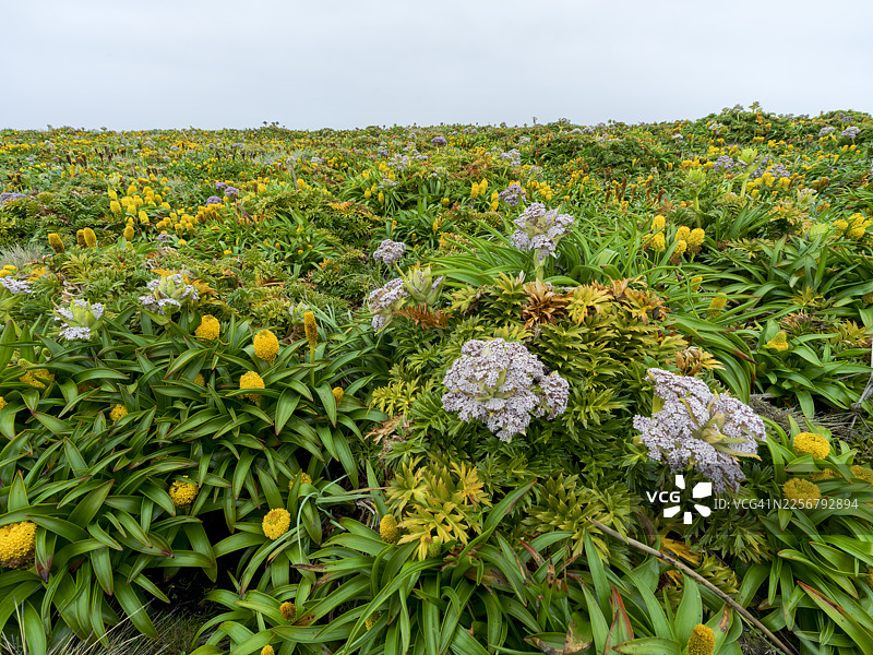 奥克兰群岛，亚南极图片素材