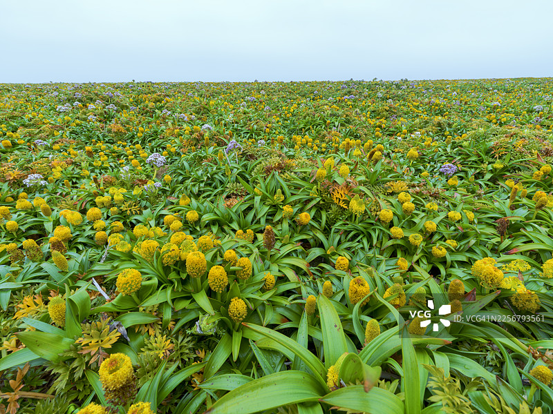 奥克兰群岛，亚南极图片素材