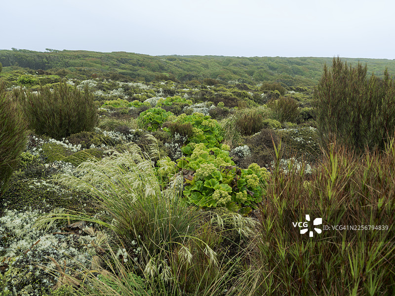 奥克兰群岛，亚南极图片素材