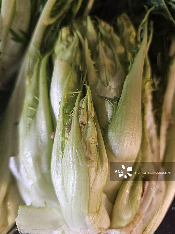 菊苣莴笋图片素材