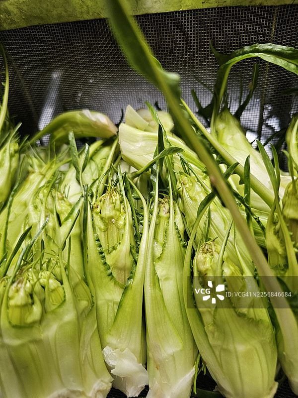 菊苣莴苣图片素材