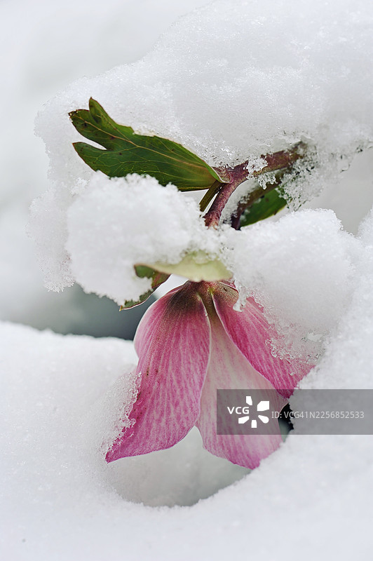 粉色嚏根草（春季报春花）的单片雪覆花瓣，又称“四旬斋玫瑰”。图片素材