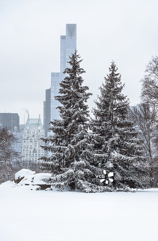 中央公园的雪松常青树图片素材